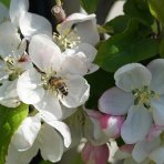 Jabloň domáca (Malus domestica) ´IDARED´ - zimná, výška 120-150 cm, voľnokorenná